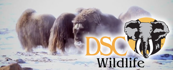 DSC_wildlife